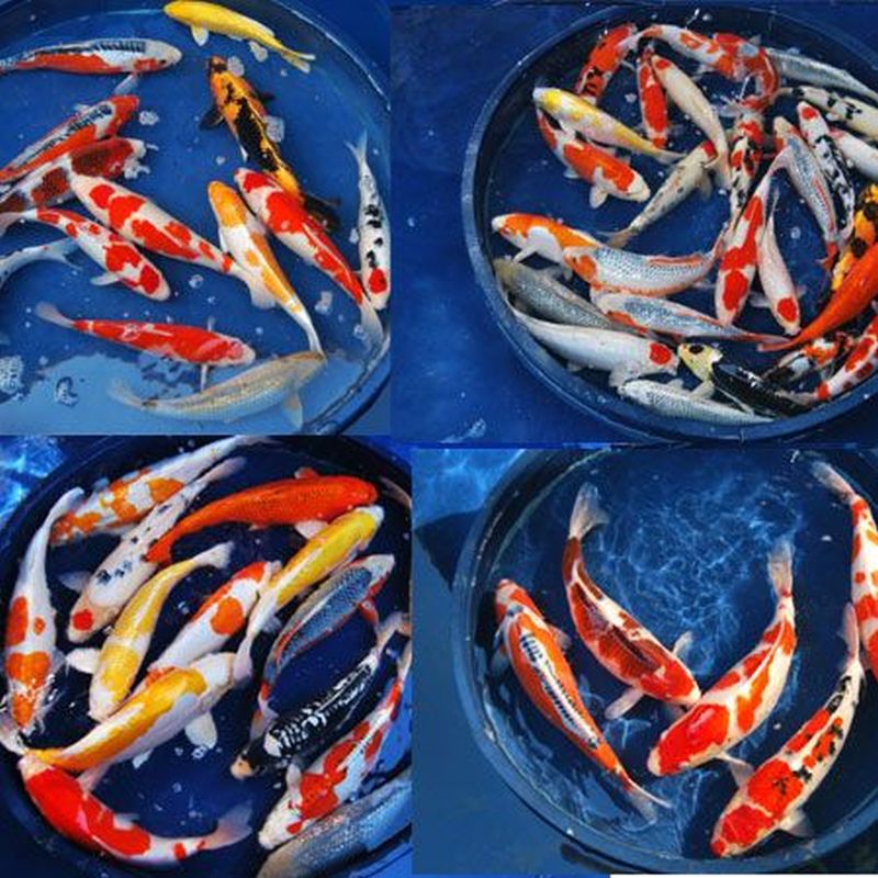 Koi Grade A 6-7 inch