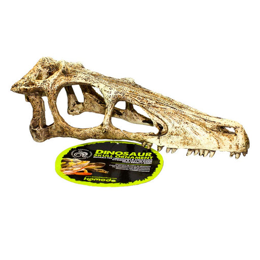 Komodo Raptor Skull Large