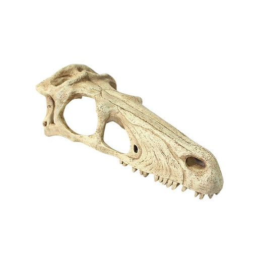 Komodo Raptor Skull XL