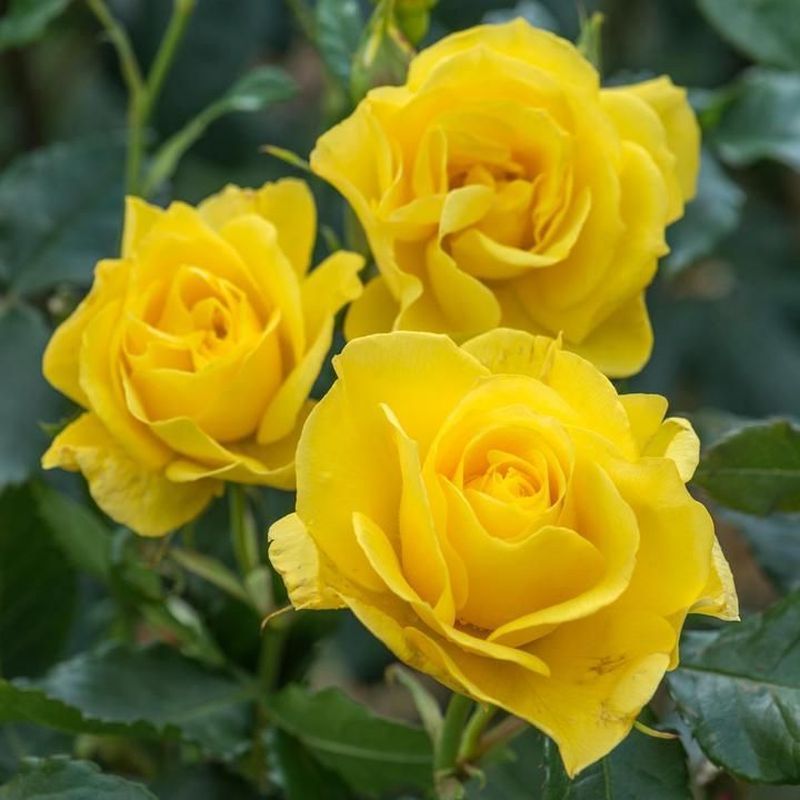 Korresia Floribunda Rose Repeat Flowering 3.5 Litre