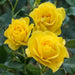 Korresia Floribunda Rose Repeat Flowering 3.5 Litre
