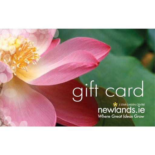 Lily Gift Card