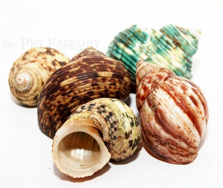 Land Hermit Crab House 1-3cm