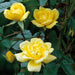 Laura Ford Climbing Rose 5 Litre
