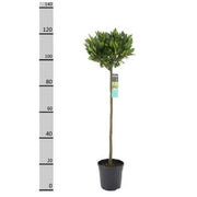 Laurus nobilis | Bay Laurel Half Standard 100-125cm Tall with 25cm head