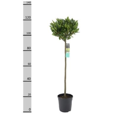 Laurus nobilis | Bay Laurel Half Standard 100-125cm Tall with 25cm head