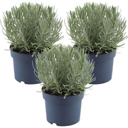 Lavender | Lavandula angustifolia 'Felice' English lavender in 12cm pot