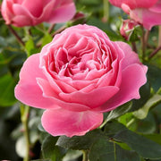 Leonardo da Vinci Floribunda Rose 4.5 Litre