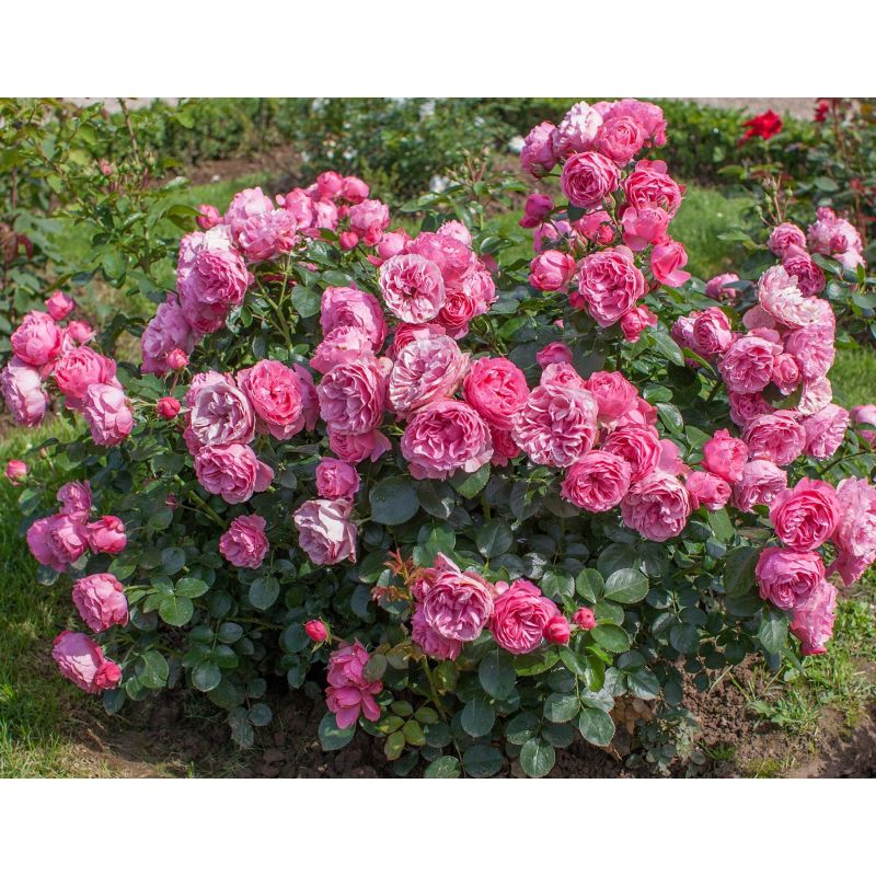 Leonardo da Vinci Floribunda Rose 4.5 Litre