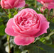 Leonardo da Vinci Floribunda Rose 4.5 Litre