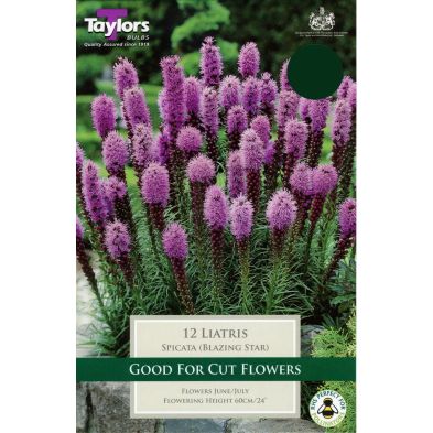 Liatris Bulbs