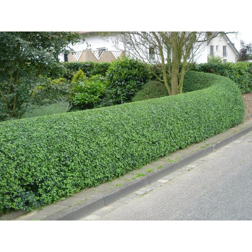 Green Privet Hedging | Ligustrum ovalifolium
