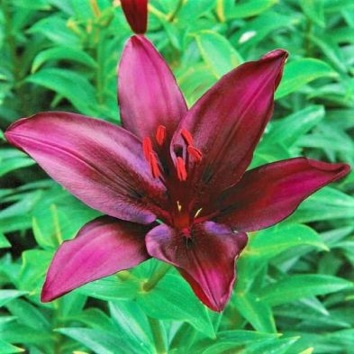 Lily Dark Secret - Asiatic Lily