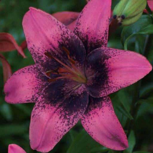 Lily Purple Dream - Asiatic Lily