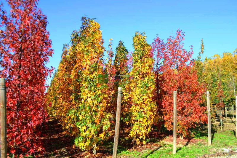 Liquidambar styraciflua 'Slender Silhouette'