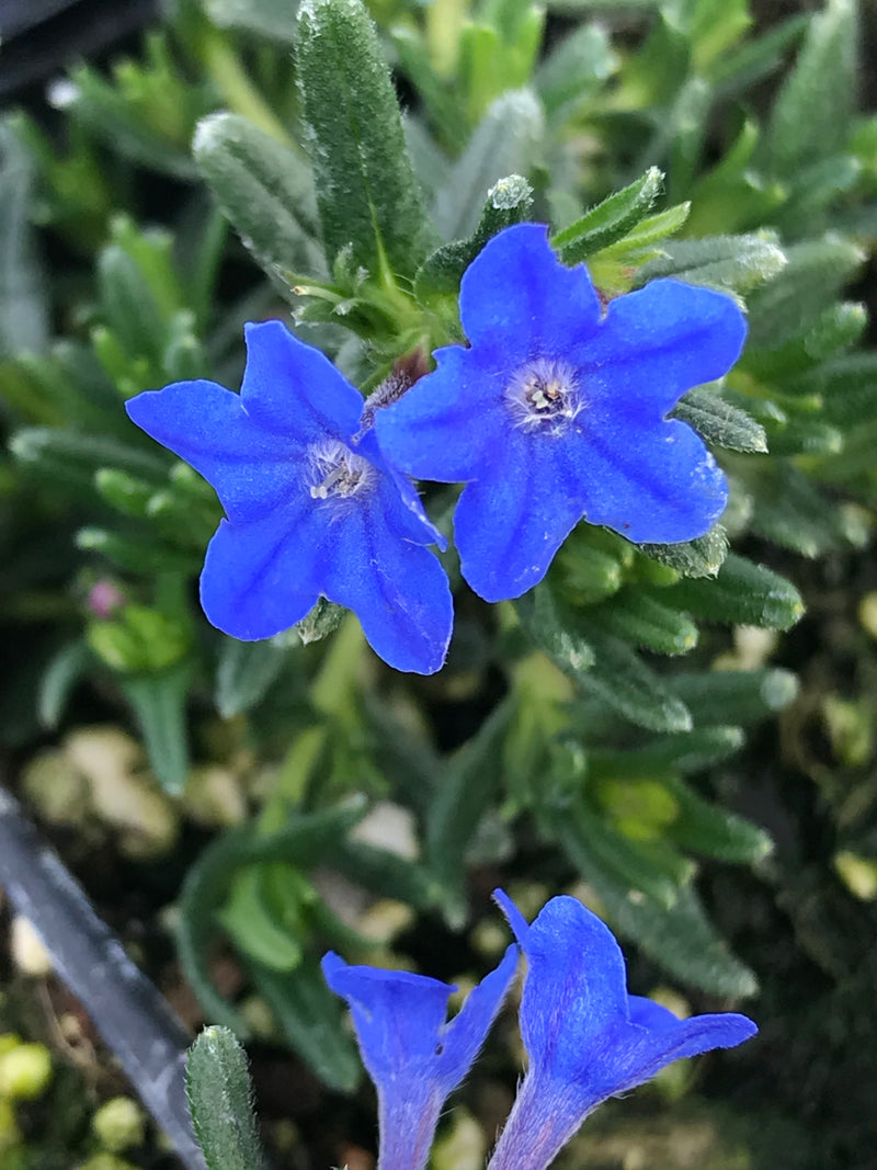 Lithodora 'Grace Ward' 9cm