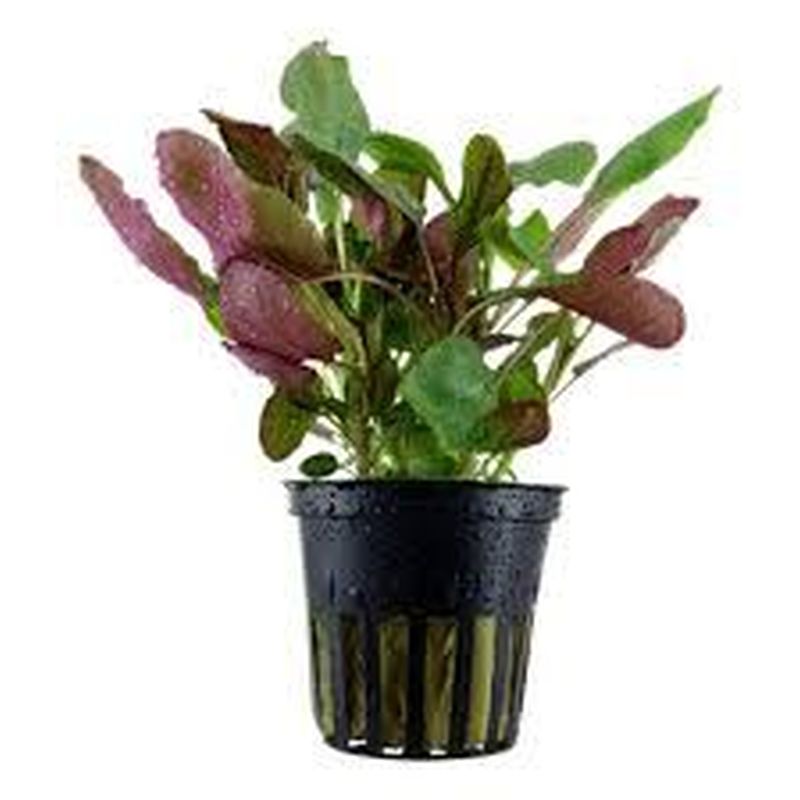 Lobelia Cardinalis Potted