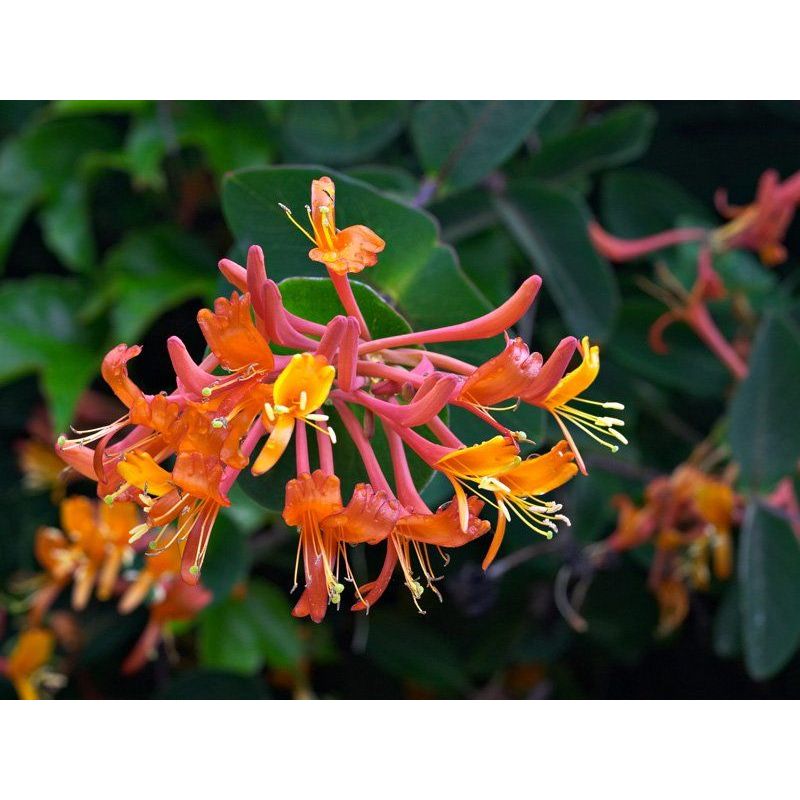 Lonicera Henryi - 3 Litre