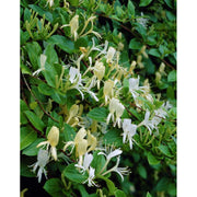 Lonicera jap Halliana 2 Ltr