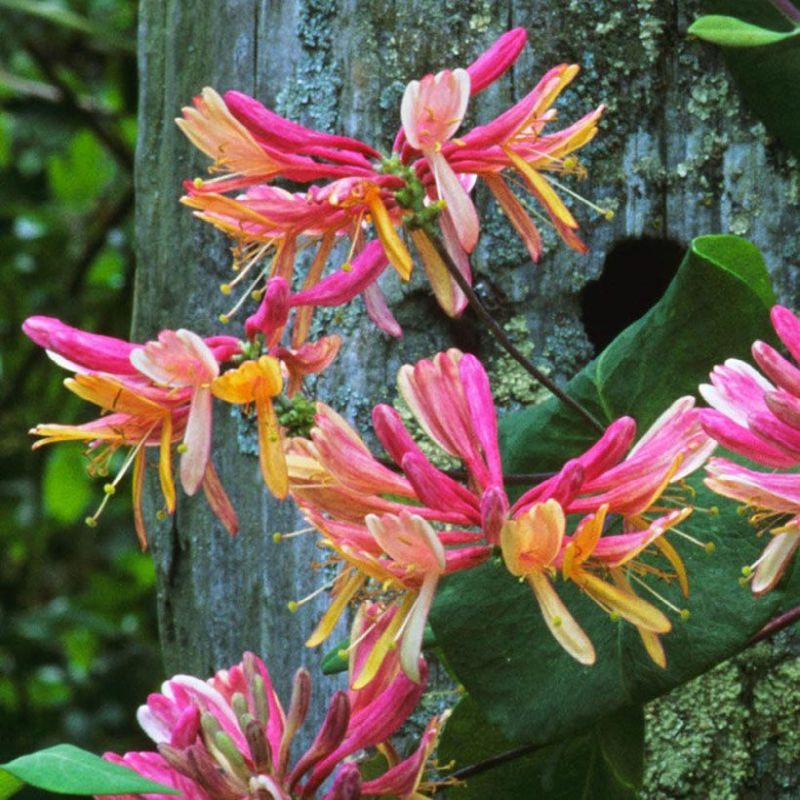 Lonicera periclymenum 'Belgica'