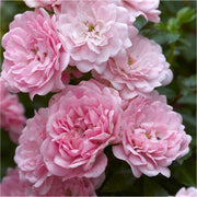 Lovely Fairy Ground Cover Rose 3 Litre