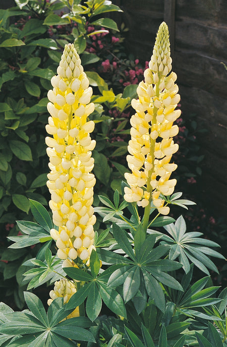 Lupin Gallery Yellow 2L
