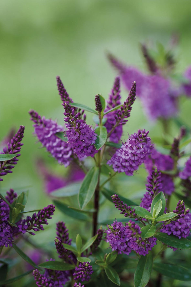 Hebe 'Garden Beauty Purple' 2 Litre