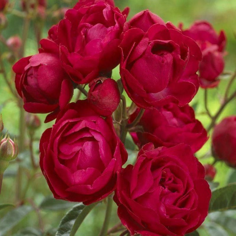 Mother's Day Patio Rose - 4.5 Litre