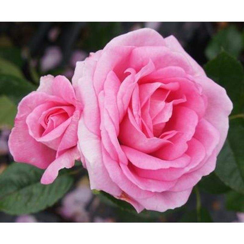 Mum In A Million Hybrid Tea Rose - 3.5 Litre