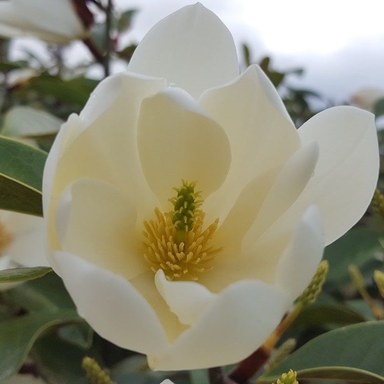 Magnolia 'Fairy Cream'