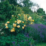 Maigold Climbing Rose 4.5 Litre