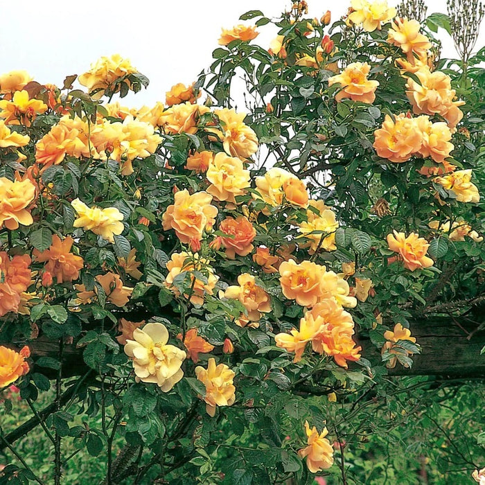 Maigold Climbing Rose 4.5 Litre