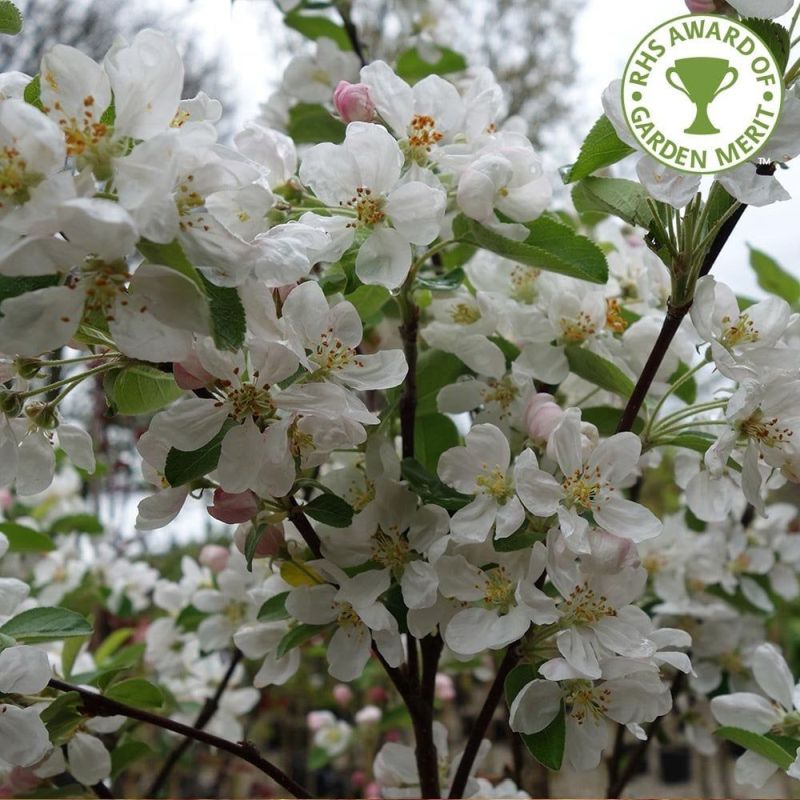 Malus 'Evereste' | Flowering Crab Apple Tree