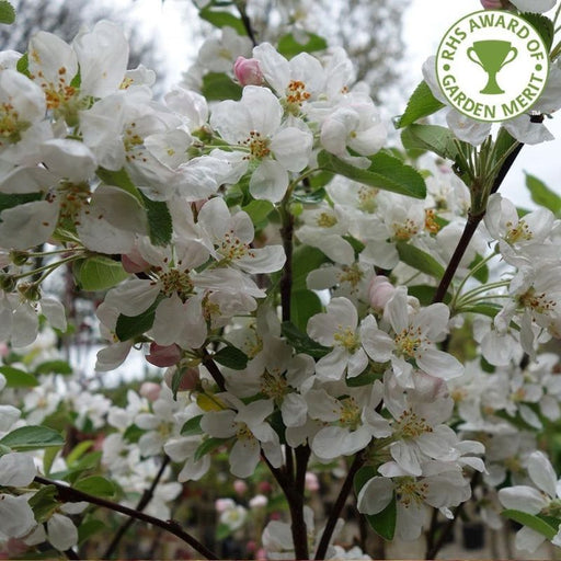 Malus 'Evereste' | Flowering Crab Apple Tree