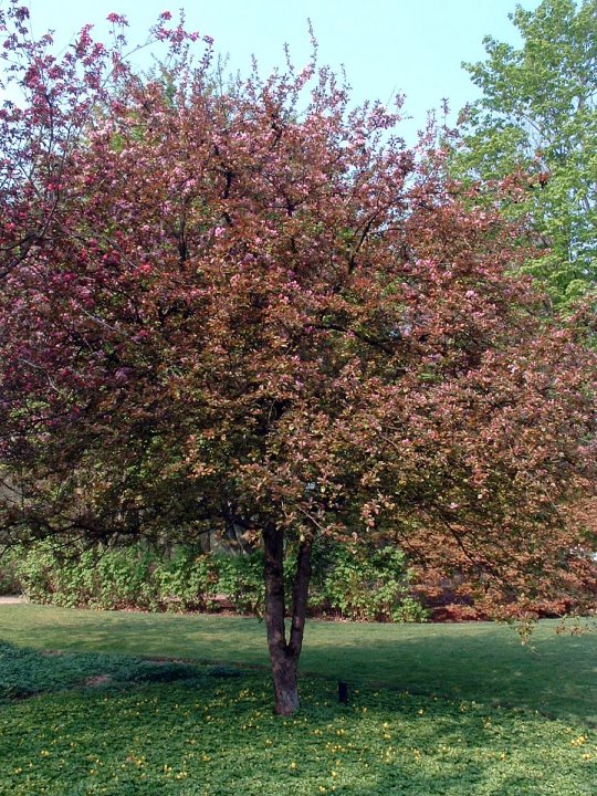 Malus 'Neville Copeman'
