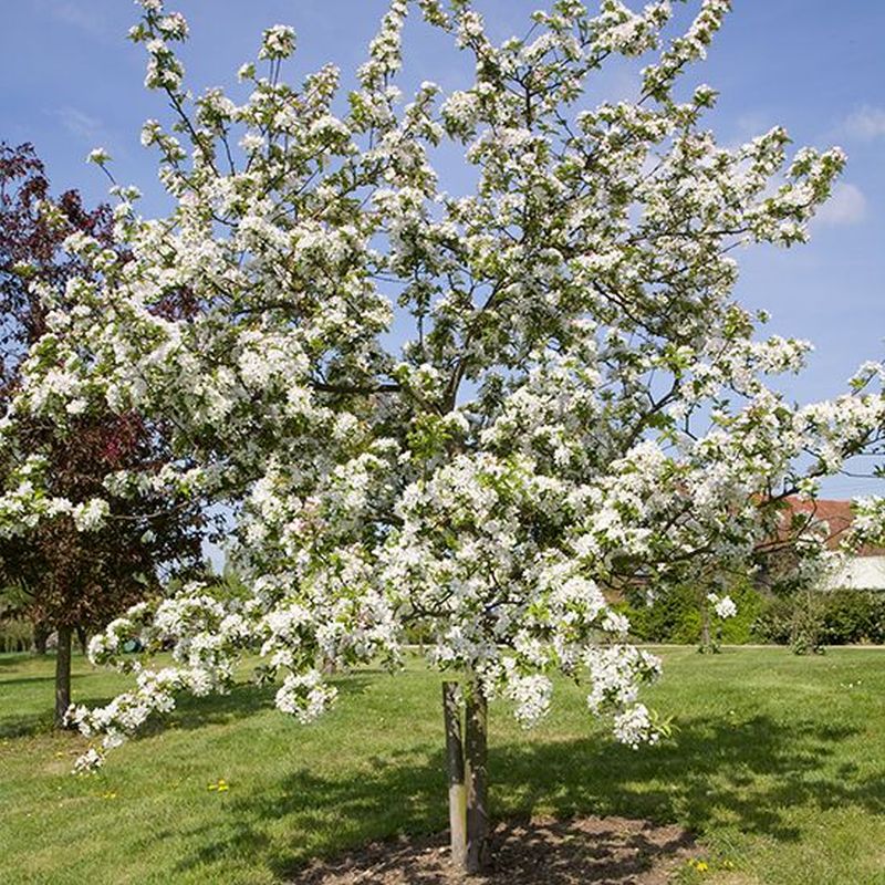 Malus x robusta 'Red Sentinel' | Flowering Crab Apple 'Red Sentinel'