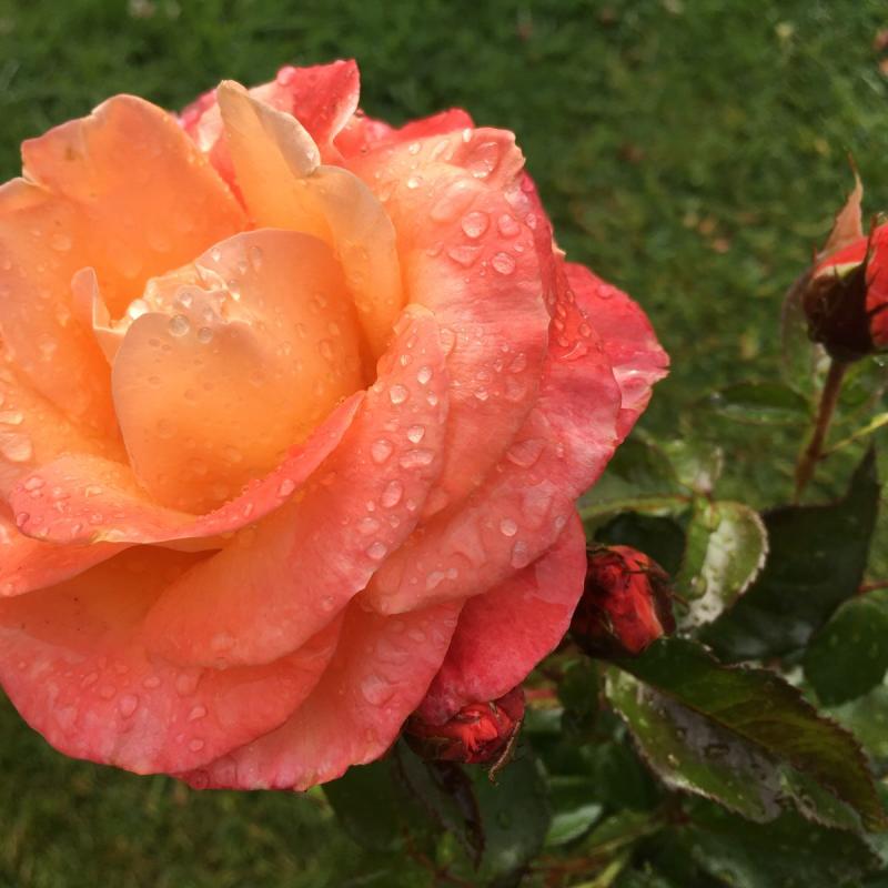 Mamma Mia Hybrid Tea Rose 3.5 Litre