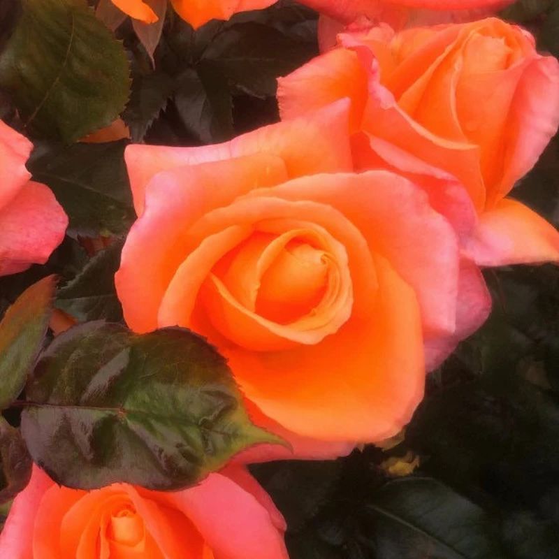 Mamma Mia Hybrid Tea Rose 3.5 Litre