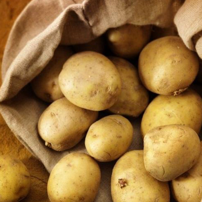 Maris Piper Seed Potatoes 2kg- Second Early