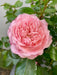 Meilove Standard Rose Pink 12 Litre