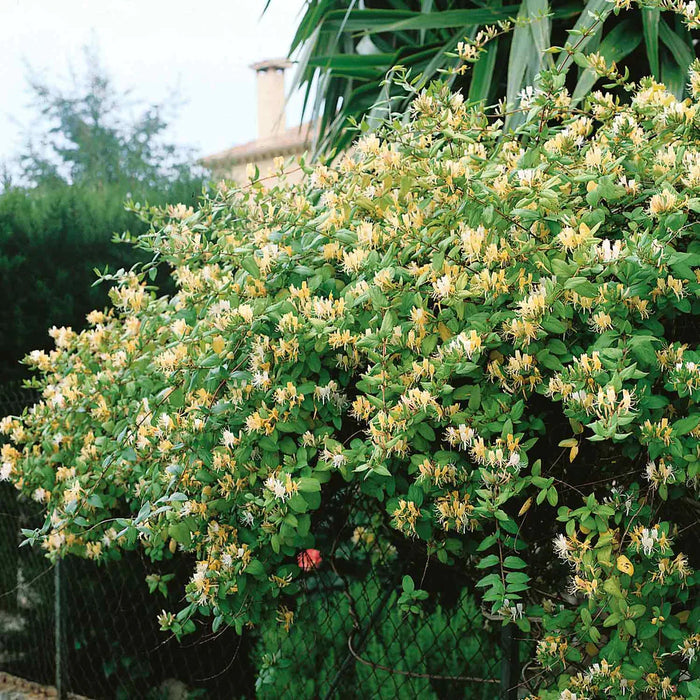 Lonicera japonica 'Halliana' | Japanese Honeysuckle 2L Single Cane