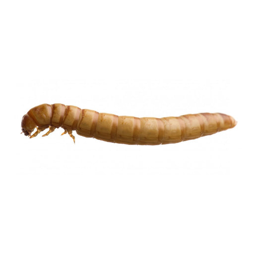 Mealworms Large 18-26mm