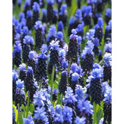 Muscari Latifolium - The Grape Hyacinth - Blue