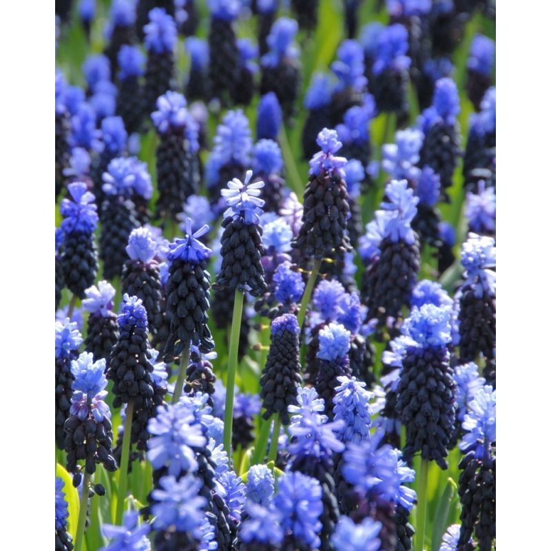 Muscari Latifolium - The Grape Hyacinth - Blue