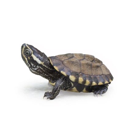 Terrapin Musk Turtle Small