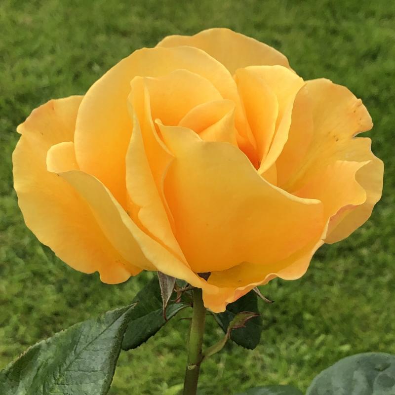 My Lovely Mum Floribunda Rose 3.5lt