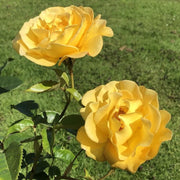 My Lovely Mum Floribunda Rose 3.5lt