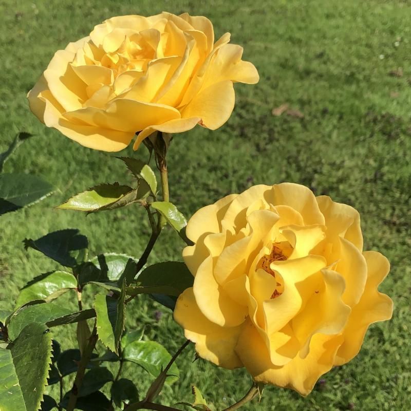 My Lovely Mum Floribunda Rose 3.5lt