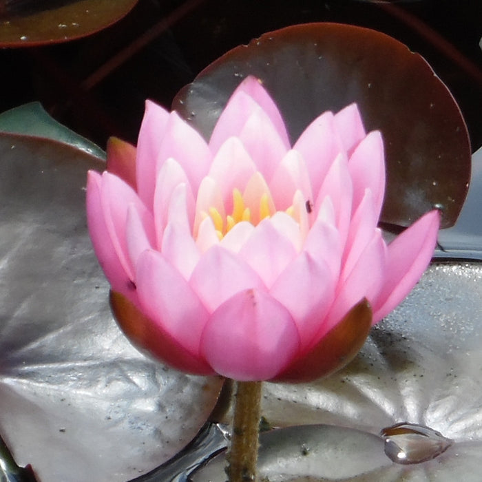 Nymphaea Firecrest Water Lily P11