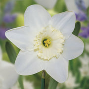 Narcissus Dream Castl12-14 5pp